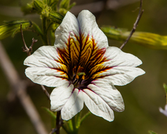 Salpiglossis sinuata