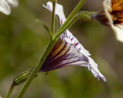 Salpiglossis sinuata