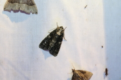 Acronicta afflicta