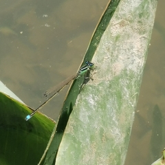 Ischnura asiatica