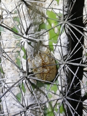 Stagmomantis domingensis