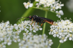 Amblyjoppa fuscipennis