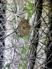 Stagmomantis domingensis