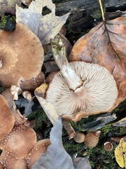 Armillaria ostoyae