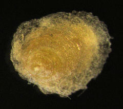 Hemiberlesia rapax