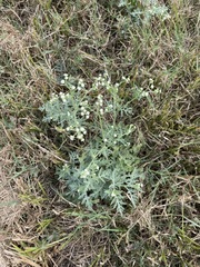 Parthenium hysterophorus