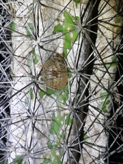 Stagmomantis domingensis