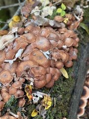 Armillaria ostoyae