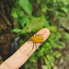 Dicronocephalus bowringi