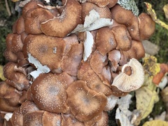Armillaria ostoyae
