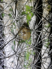 Stagmomantis domingensis