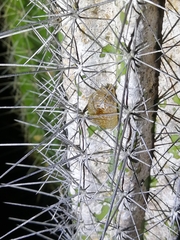 Stagmomantis domingensis