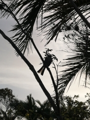 Phaenicophilus palmarum