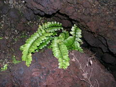 Asplenium marinum
