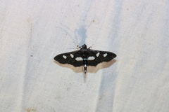 Desmia funeralis