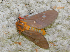 Balacra caeruleifascia