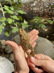 Pelophylax bedriagae