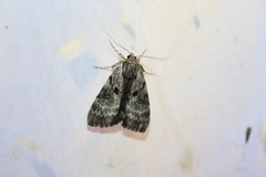 Catocala andromedae