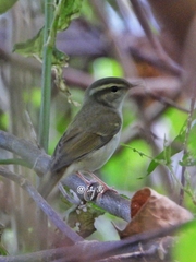 Phylloscopus tenellipes