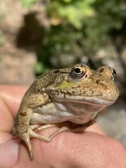 Pelophylax bedriagae