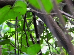 Phylloscopus tenellipes