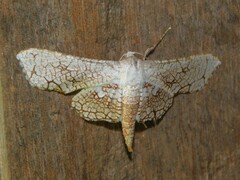 Nemea nivosa