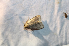 Amphipyra glabella