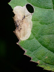 Aspilanta hydrangaeella