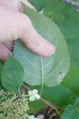 Aspilanta hydrangaeella