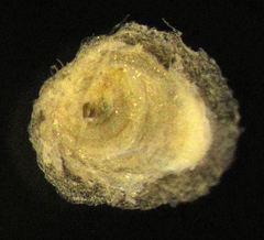 Hemiberlesia rapax