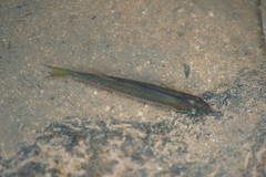 Melanotaeniidae