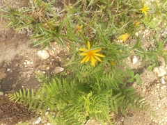 Scolymus hispanicus