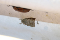 Ipimorpha pleonectusa