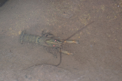 Cherax
