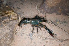 Cherax quadricarinatus