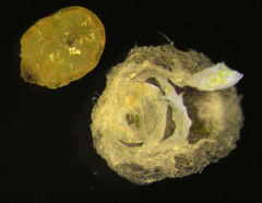 Hemiberlesia rapax