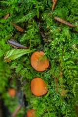 Scutellinia colensoi