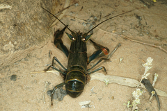 Cherax quadricarinatus