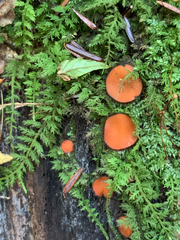 Scutellinia colensoi