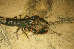 Cherax quadricarinatus