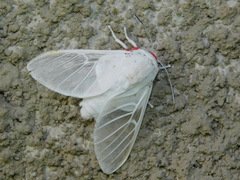 Balacra pulchra
