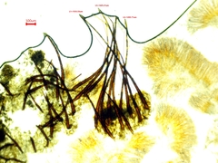 Scutellinia colensoi