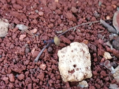 Mycetomoellerius jamaicensis