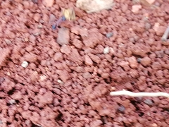 Mycetomoellerius jamaicensis