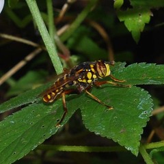 Spilomyia