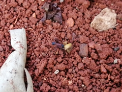 Mycetomoellerius jamaicensis