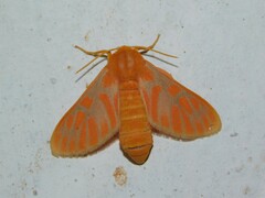 Rhipidarctia crameri