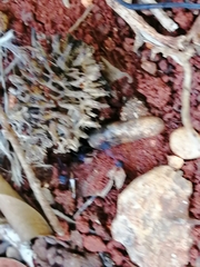 Mycetomoellerius jamaicensis