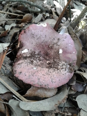 Russula