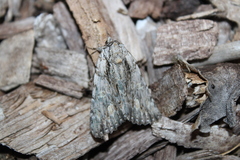 Catocala coccinata